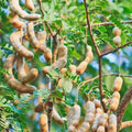 Tamarind Sweet / Valan Puli (Graft) Fruit Plant