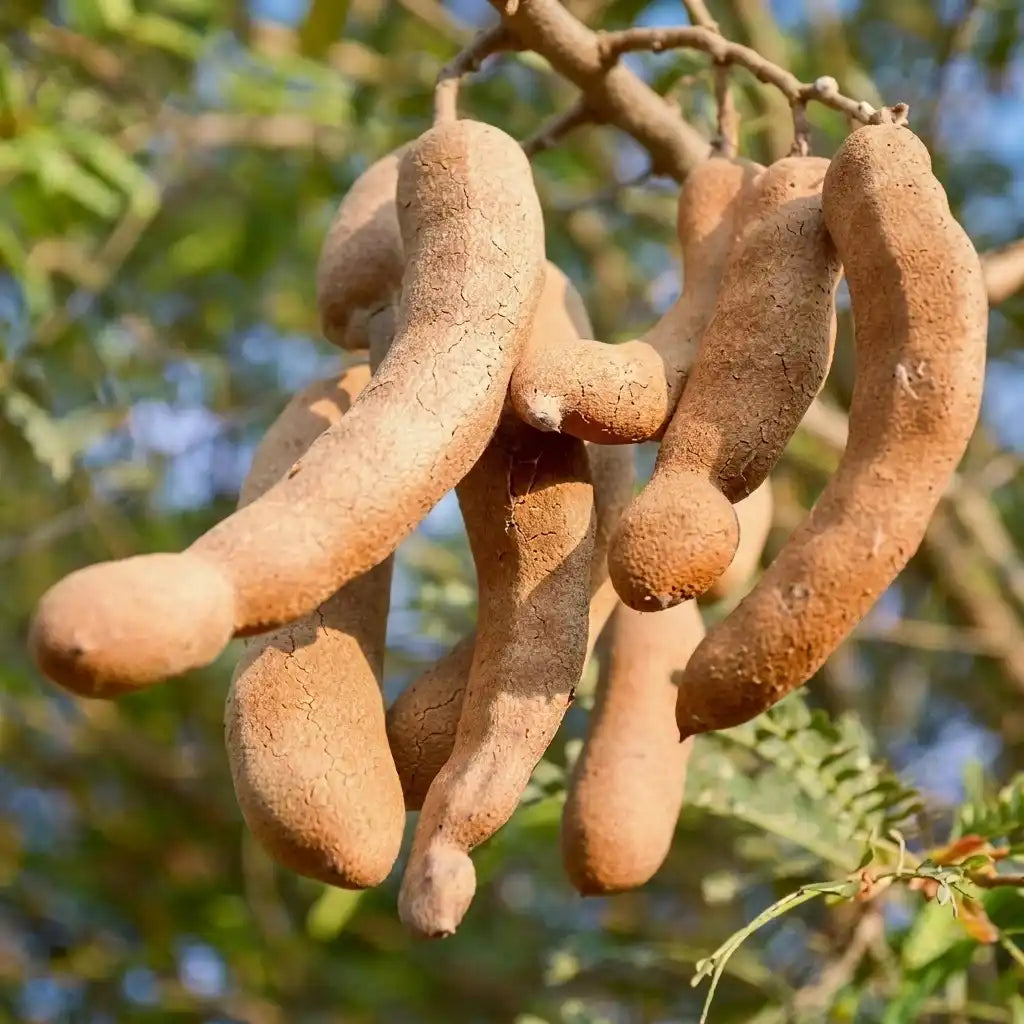 Tamarind Sweet / Valan Puli (Graft) Fruit Plant
