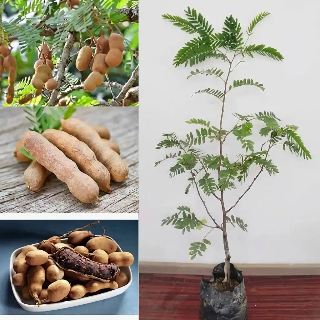 Tamarind Sweet / Valan Puli (Graft) Fruit Plant