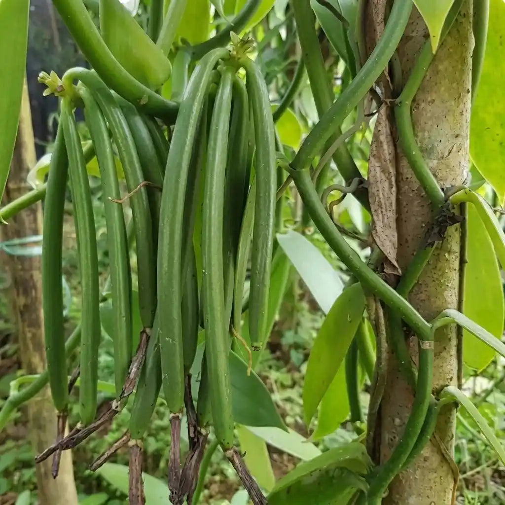 Vanilla (Layered) Spice Plant