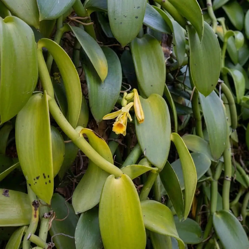 Vanilla (Layered) Spice Plant