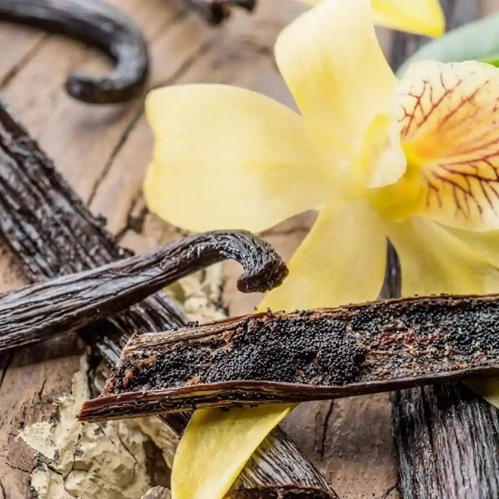 Vanilla (Layered) Spice Plant