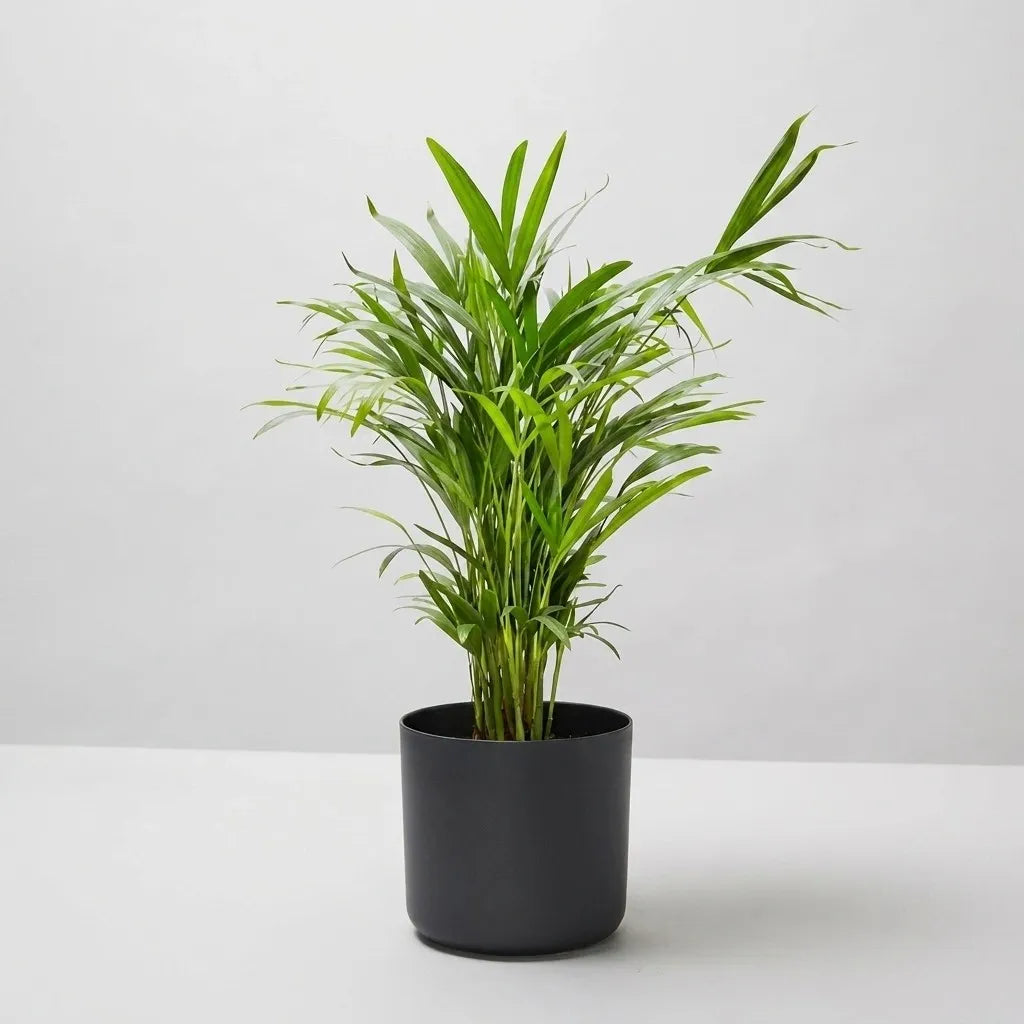 Areca Palm (Dypsis lutescens)