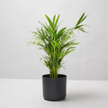 Areca Palm (Dypsis lutescens)