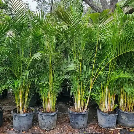 Areca Palm (Dypsis lutescens)