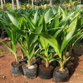 Sri Lanka Thengu Coconut Plant Healthy Tropical Coconut Sapling for Home Garden