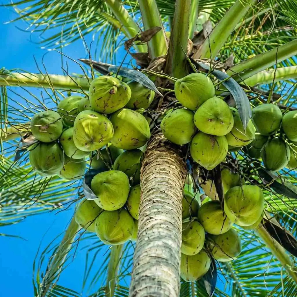 Sri Lanka Thengu Coconut Plant Healthy Tropical Coconut Sapling for Home Garden
