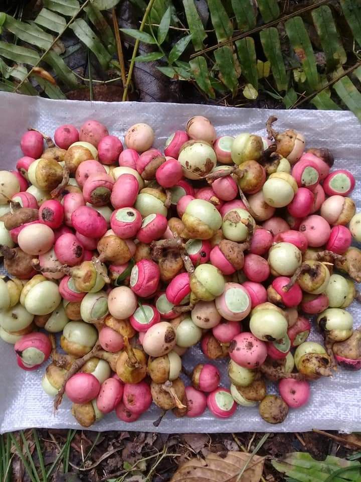 Engkala (Seedling) Fruit Plant