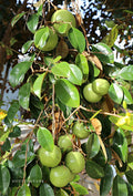Milk Fruit / Star Apple (Graft) Fruit Plant