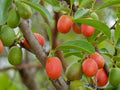 Kokum (Sweet, Seedling) Fruit Plant