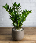 ZZ plant