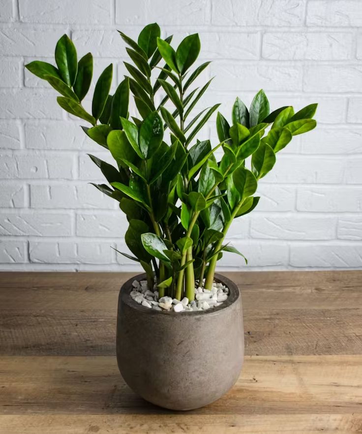 ZZ plant