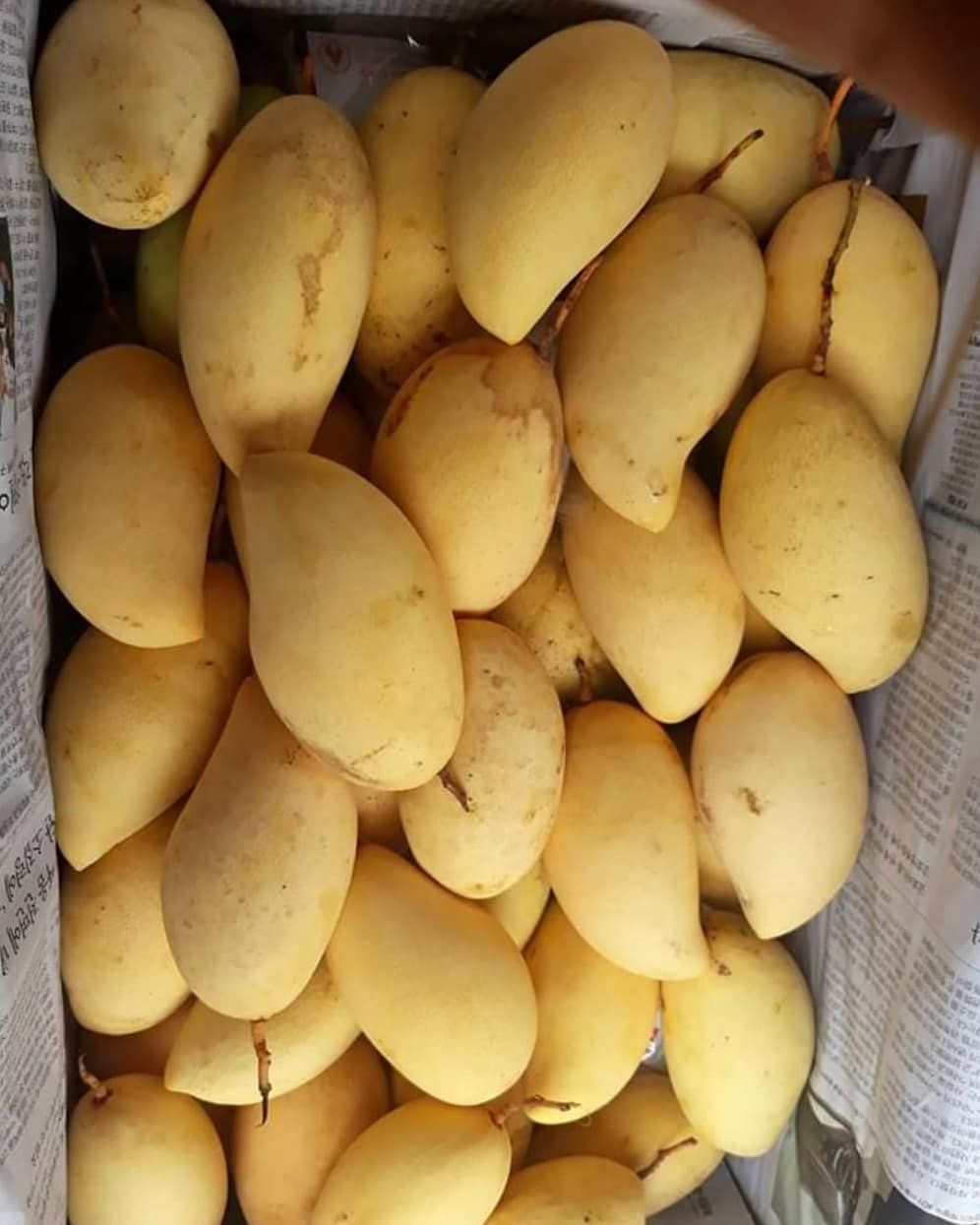 Mango (Nam Doc Mai Gold, Graft) Fruit Plant