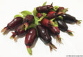 Savannah Cherry (Eugenia Calycina) Fruit Plant