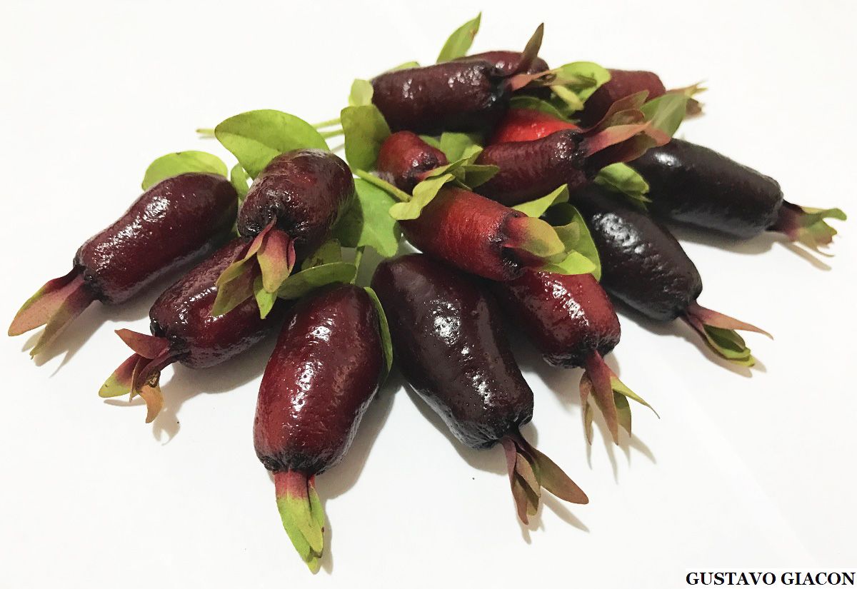 Savannah Cherry (Eugenia Calycina) Fruit Plant