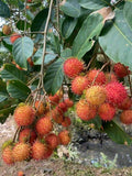 Rambutan (N18, Bud) Fruit Plant
