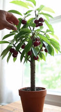 Cherry (Karonda/Bakery, Graft) Fruit Plant
