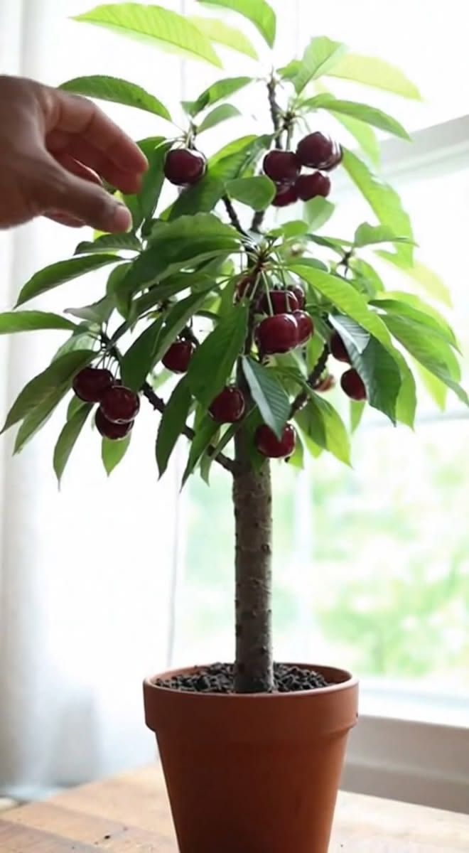 Cherry (Karonda/Bakery, Graft) Fruit Plant