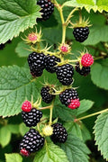 Black Berry (Layer) Fruit Plant