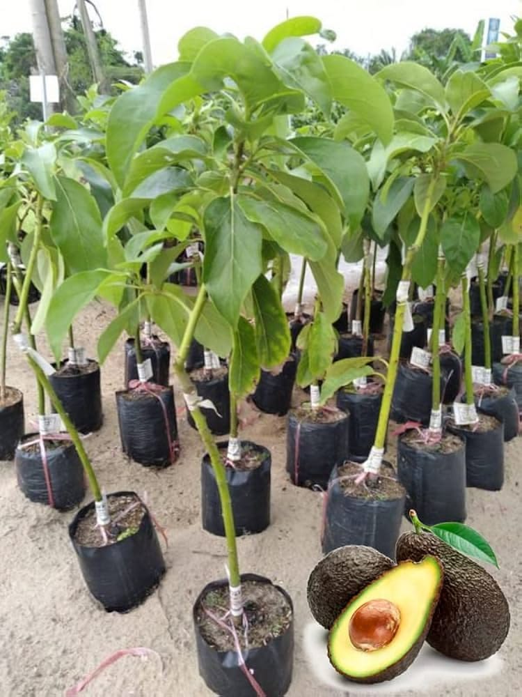 Avocado / Butter Fruit (Pinkerton, Graft) Fruit Plant