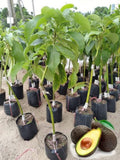Avocado / Butter Fruit (Pinkerton, Graft) Fruit Plant