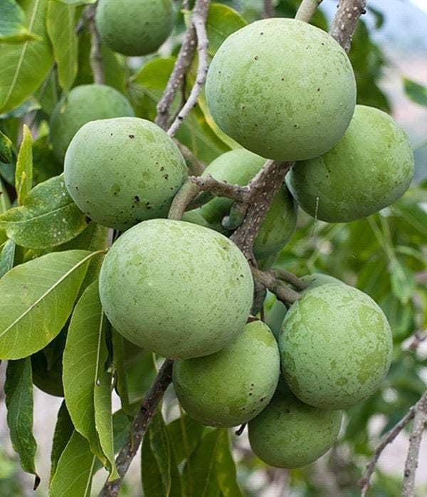 White Sapote (Seedling) Fruit Plant