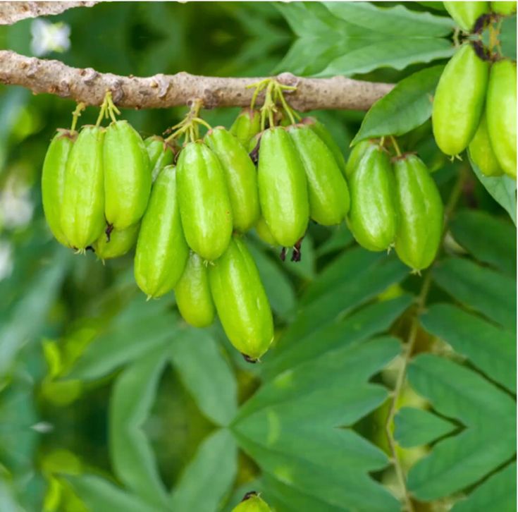 Bilumbi Green / Irumban Puli (Seedling) Fruit Plant