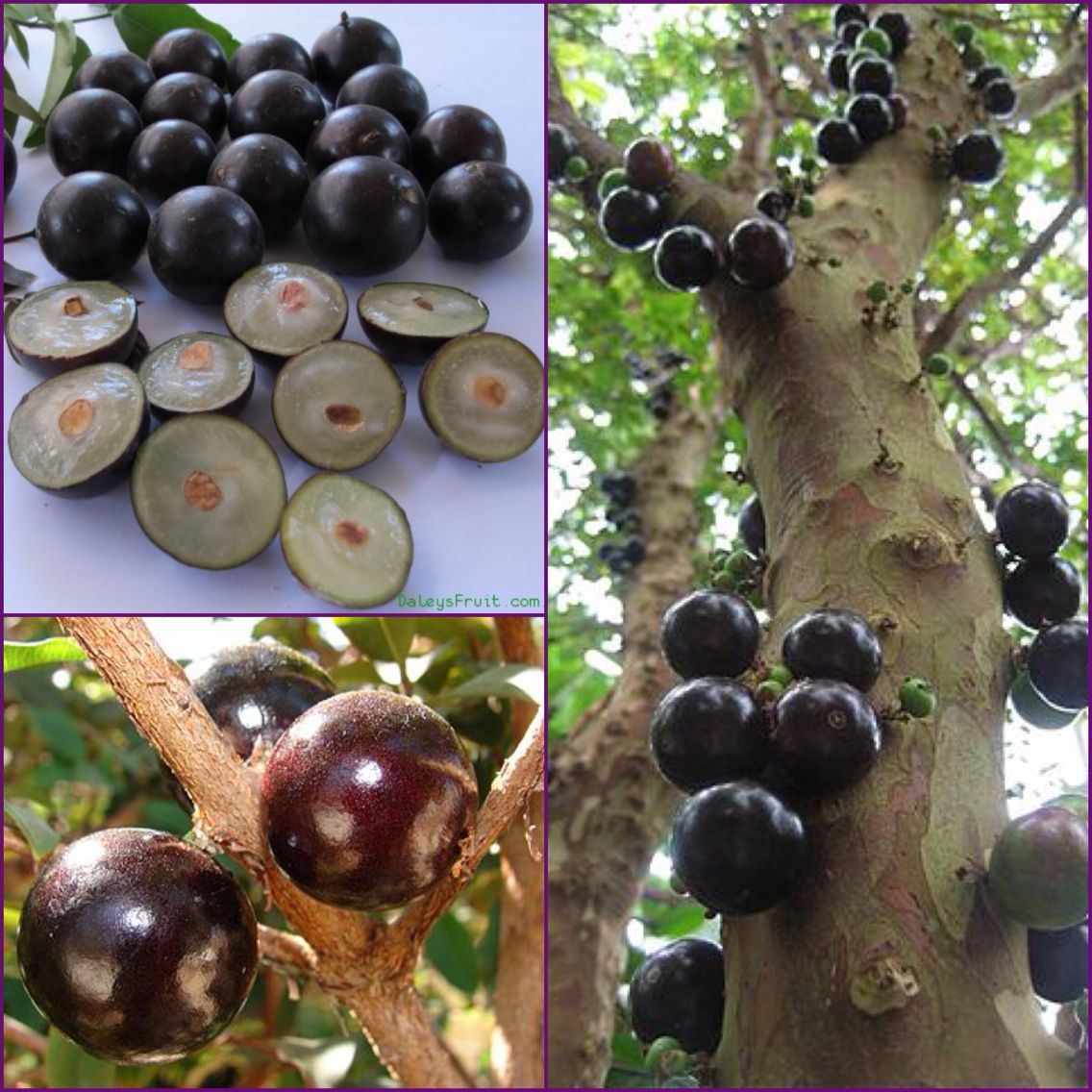 Jabuticaba (Sabara, Layering) Fruit Plant