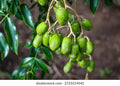 Ambazham Sweet (Seedling) Fruit Plant