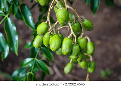 Ambazham Sweet (Seedling) Fruit Plant