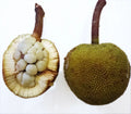 Pingan (Seedling) Fruit Plant
