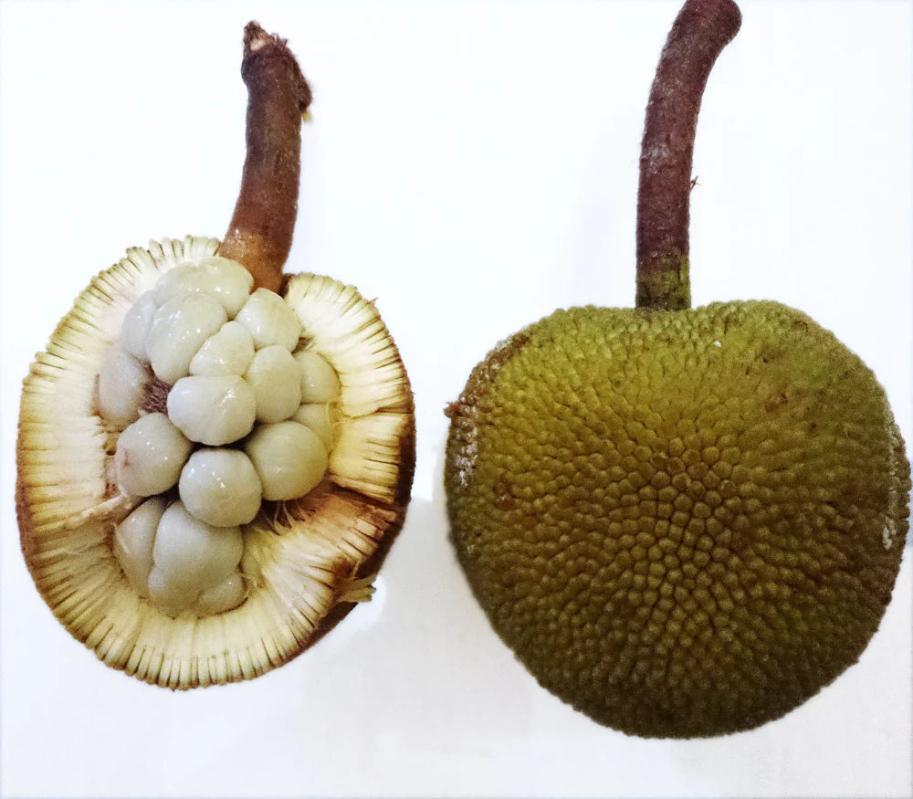Pingan (Seedling) Fruit Plant