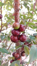 Jabuticaba (Red Hybrid, Layering) Fruit Plant