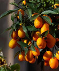 Kumquat (Israel Sweet, Layer) Fruit Plant