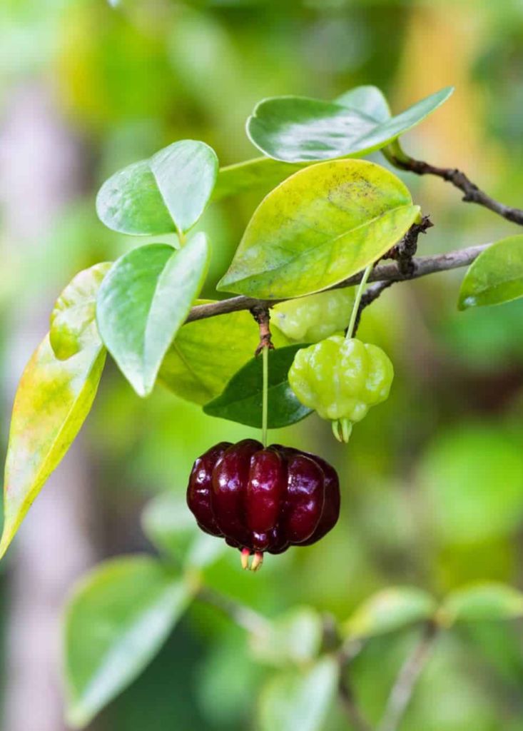 Cherry (Black Surinam, Layer) Fruit Plant