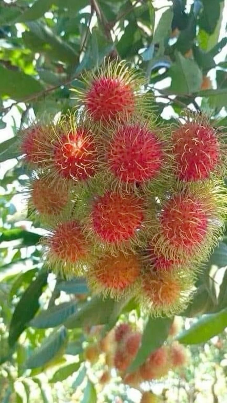 Rambutan (Seedling) Fruit Plant