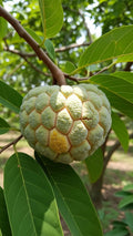 Custard Apple / Seethapazham (Golden, Graft) Fruit Plant