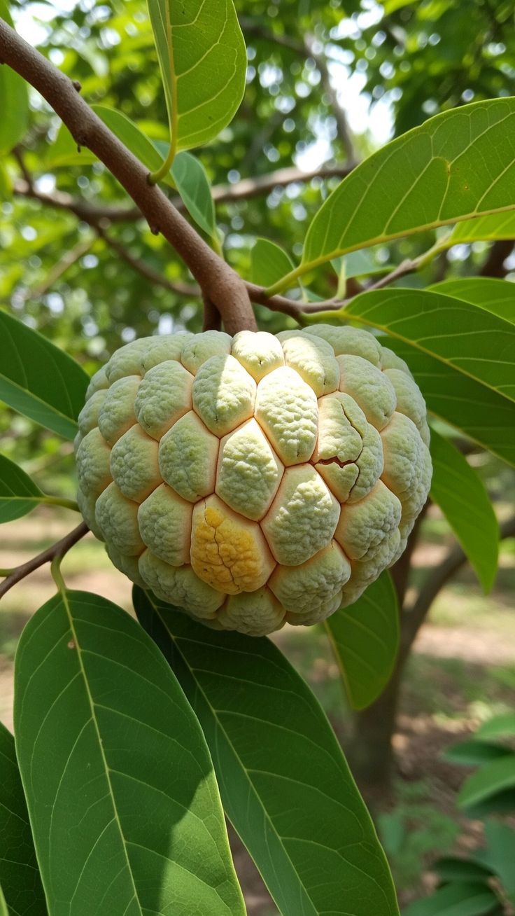 Custard Apple / Seethapazham (Golden, Graft) Fruit Plant
