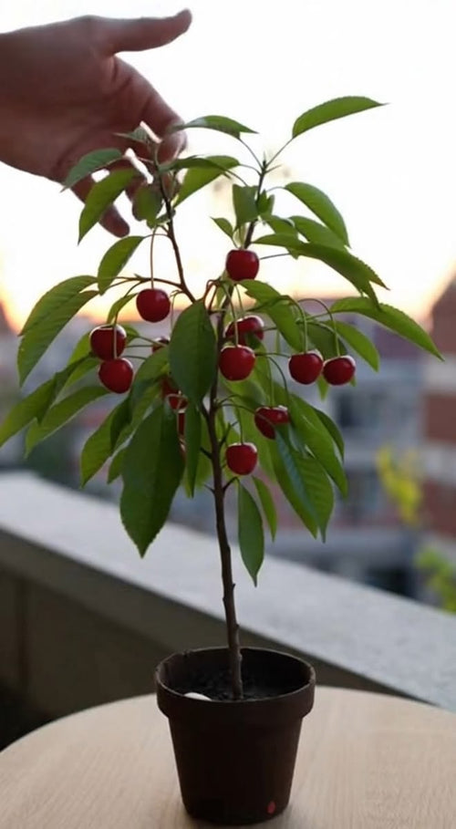 Cherry (Karonda/Bakery, Graft) Fruit Plant