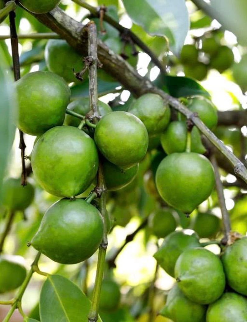 Green Sapote (Seedling) Fruit Plant