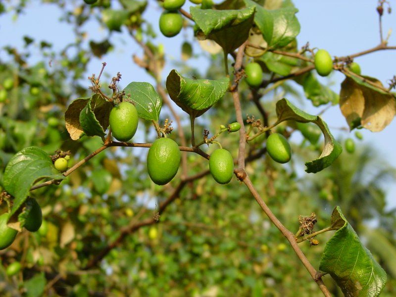 Jujube / Ber Apple (Green, Graft) Fruit Plant | Elantapazham