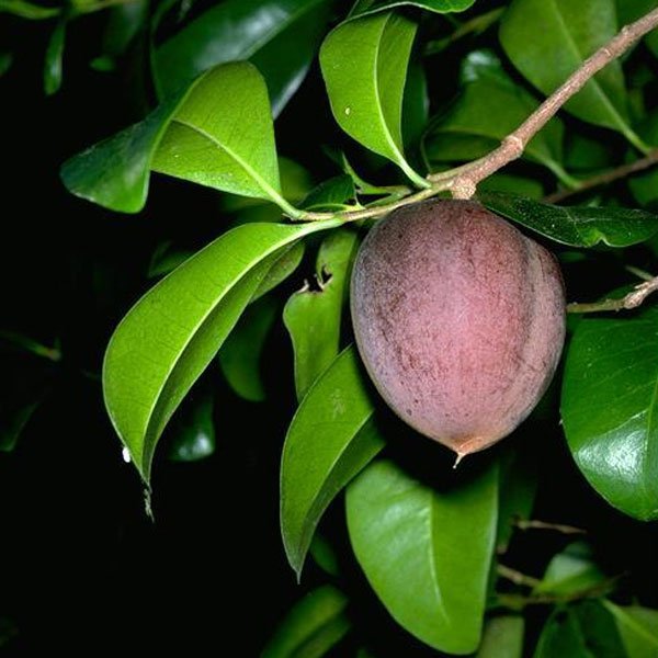 Black Apple (Seedling) Fruit Plant
