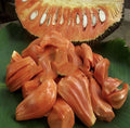 Jackfruit (Sindoor Varikka, Budded) Fruit Plant | Kerala Variety