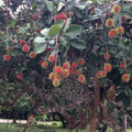 Rambutan (Caesar, Bud) Fruit Plant