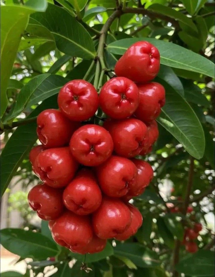 Wax Apple / Chamba (Rose, Layer) Fruit Plant