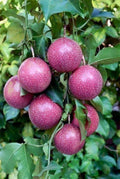 Passion Fruit (Black, Layer) Plant