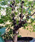 Jabuticaba (Oblongata, Layering) Fruit Plant