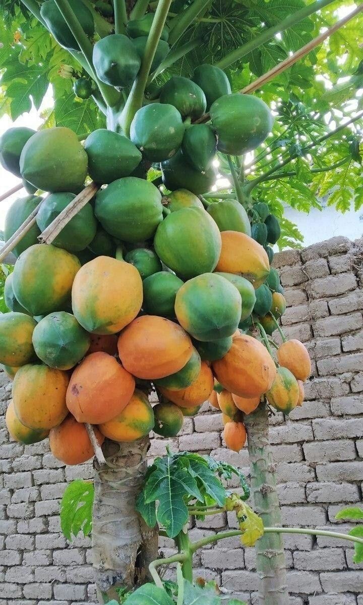 Pappaya (Munnar, Seedling) Live Fruit Plant