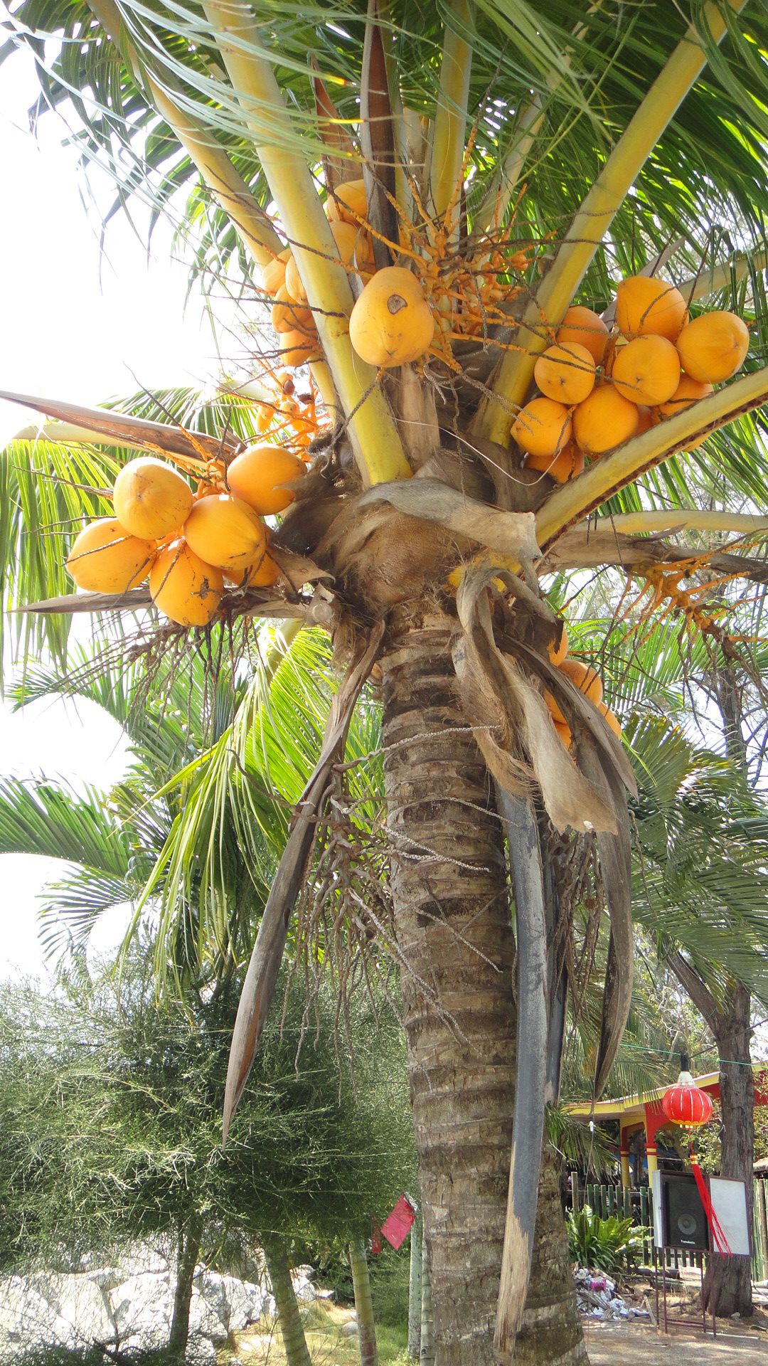 Red Coconut Tree (Chenthengu) Hybrid Seedling