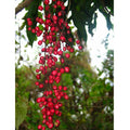 Chammaliang (Seedling) Fruit Plant